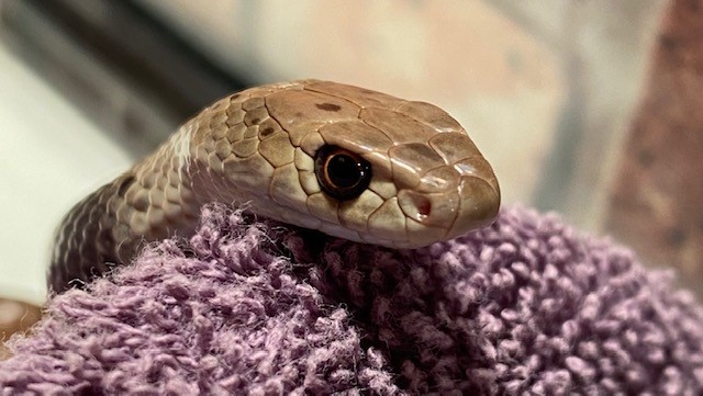 Why you should have a pressure bandage handy