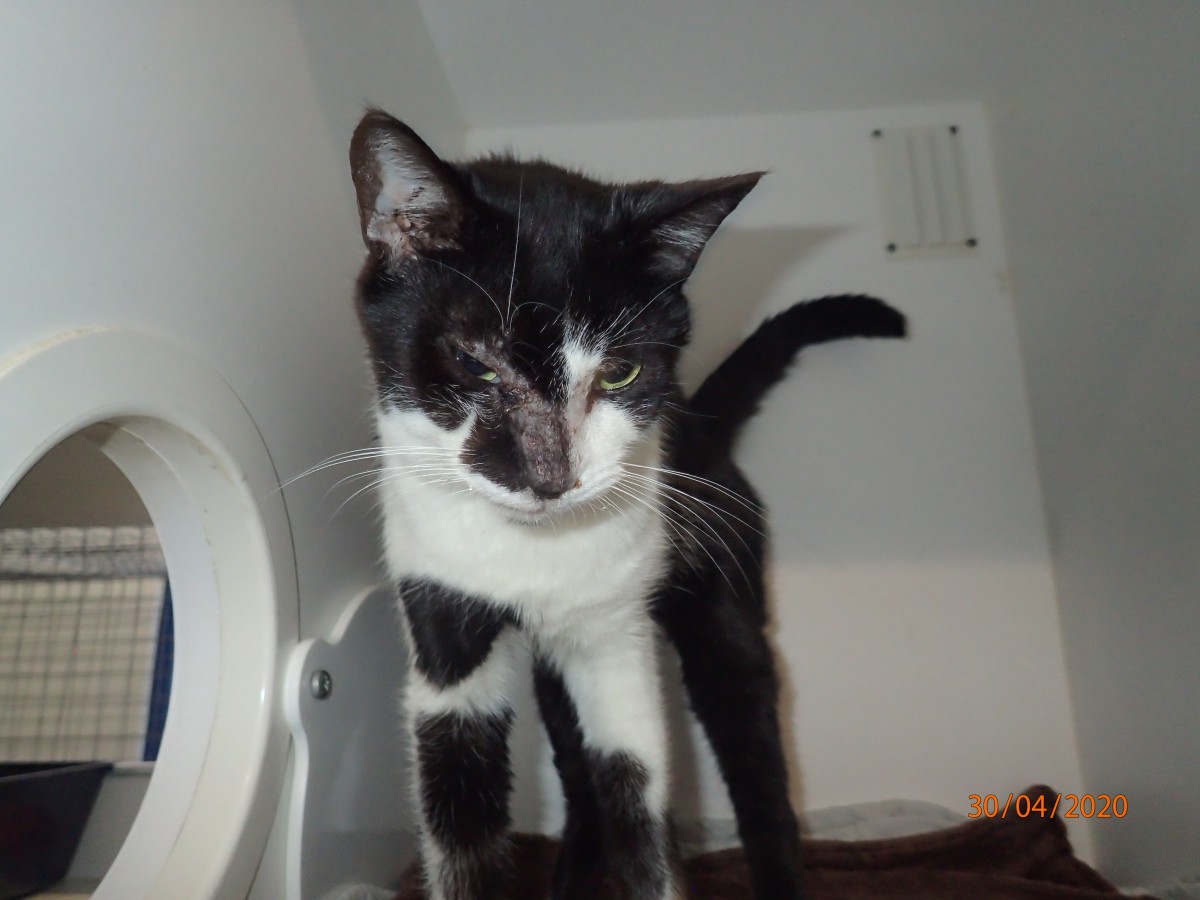 Huge fines, lifetime ban for cruel mum and daughter