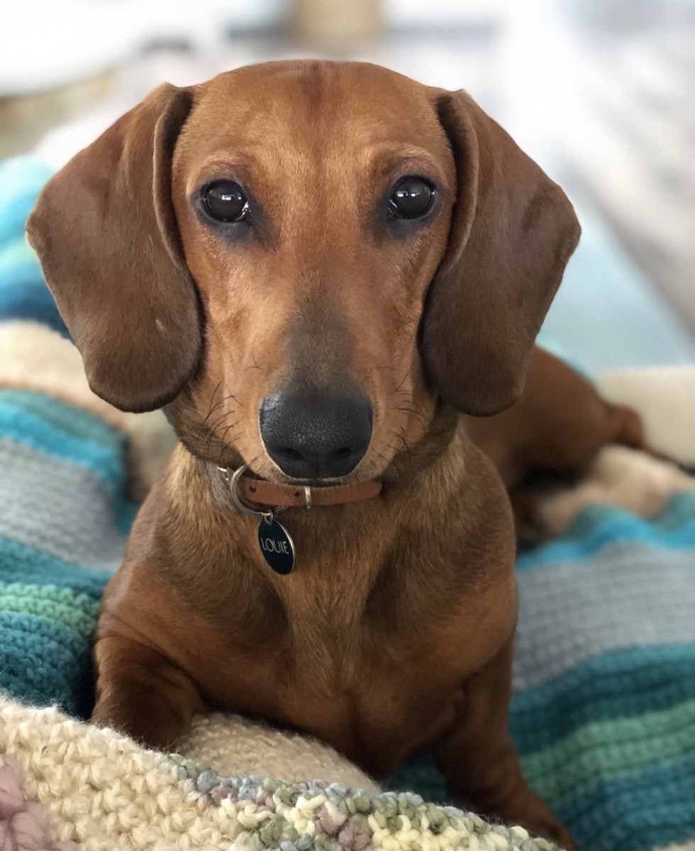 Family’s tragedy a warning to pet owners