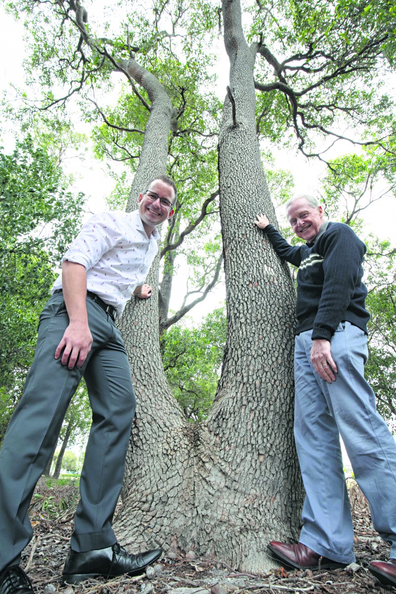 City’s big tree push