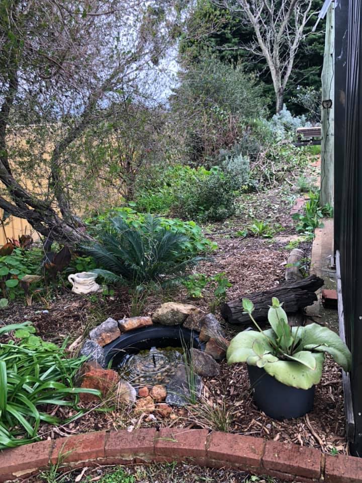 Dead tree comes to life