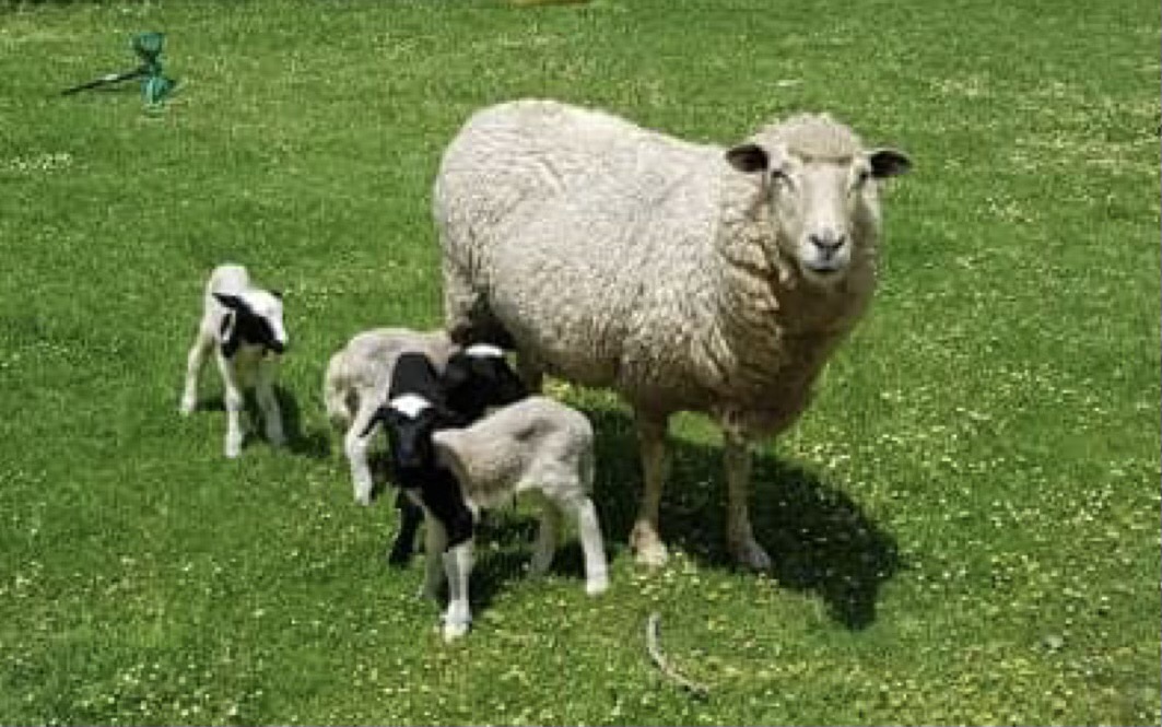 Farmer surprised by quads