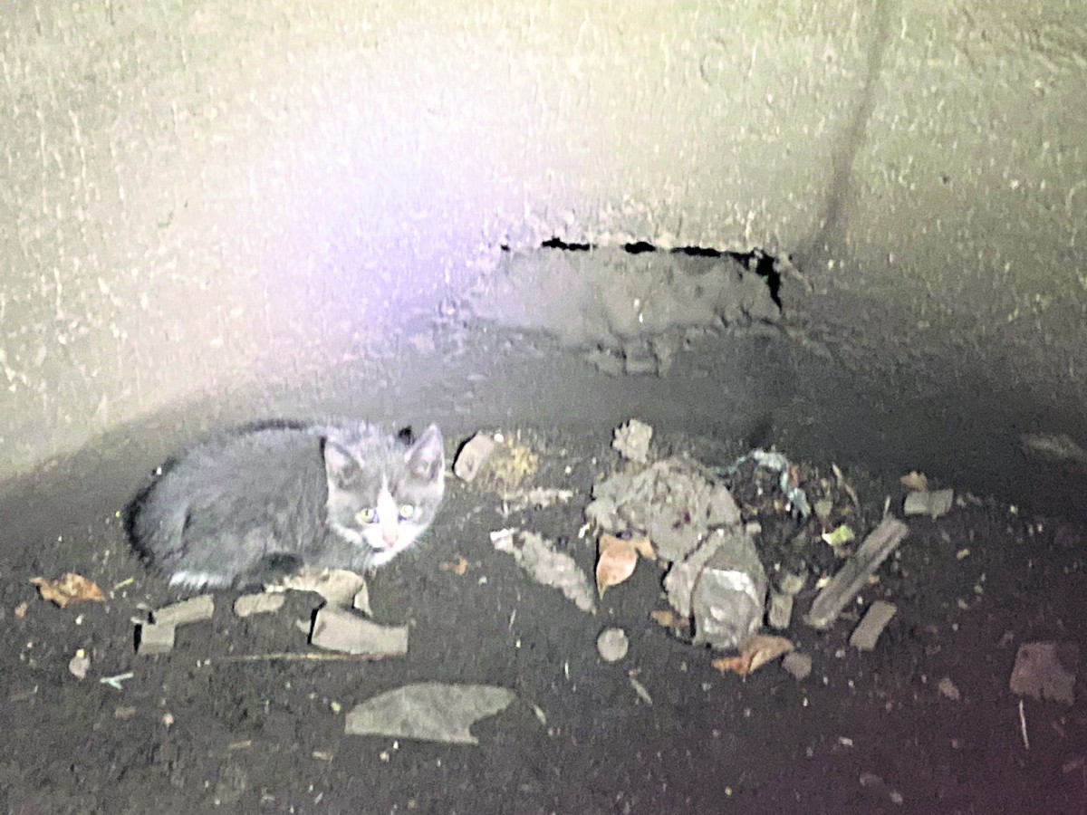 This is one lucky kitty