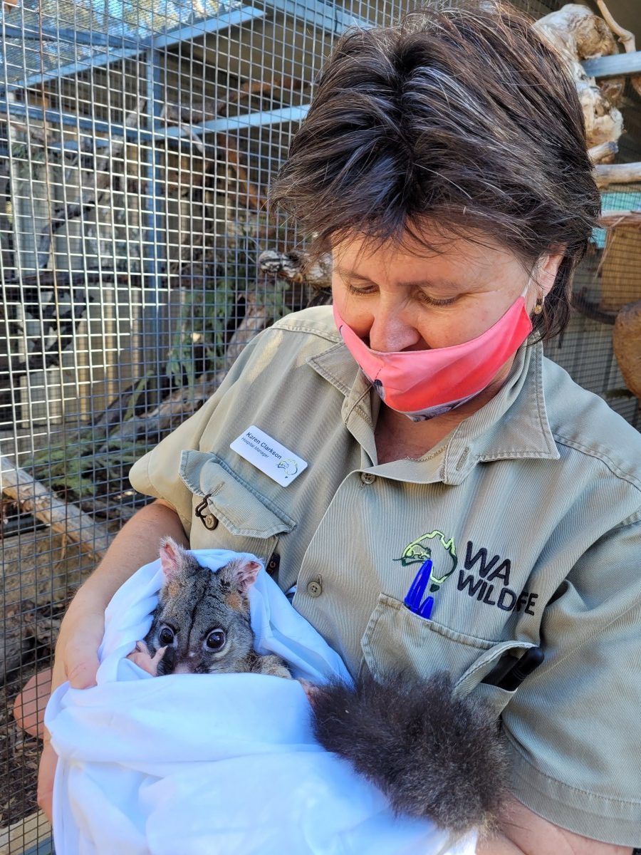 Possum patients blossom