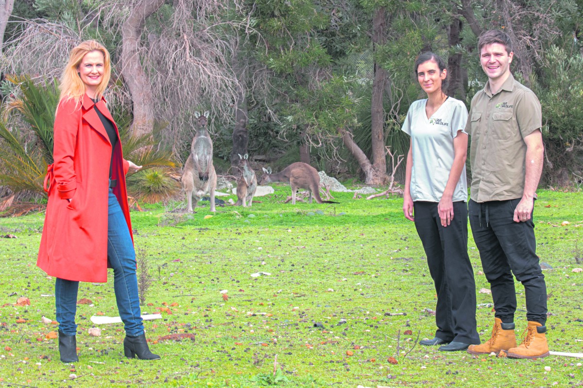 Canning Vale roo relocation plan backed by city