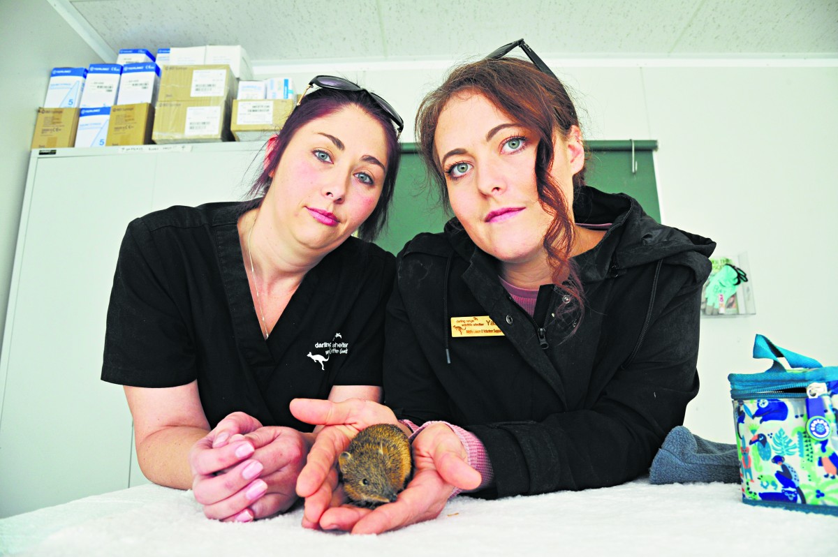 Parliament halts Gosnells cat laws