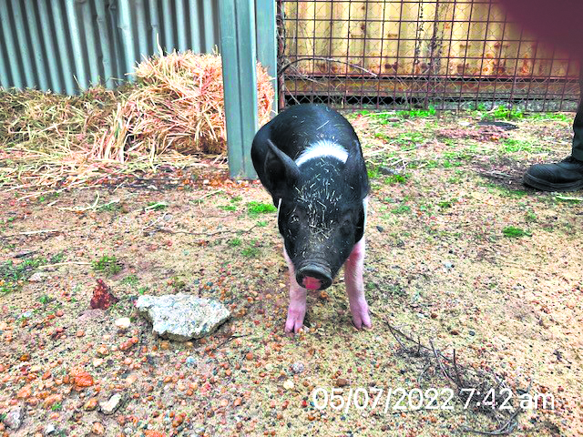 Pig found wandering the street