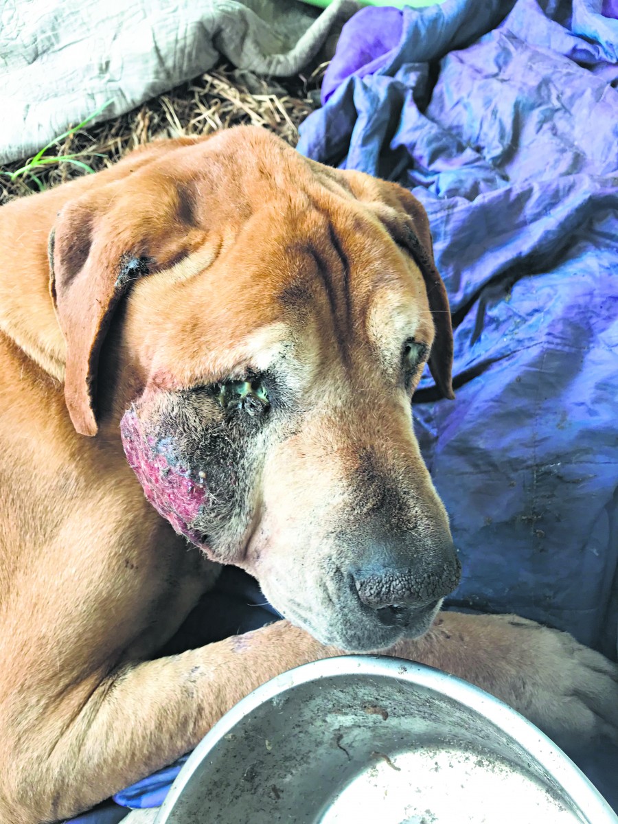 Gosnells and Armadale among cruellest suburbs